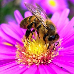 c'est une photo d'une abeille qui butine une fleure de couleur rose et jaune ,fleure de Manuka