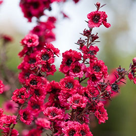 photo de fleures de l'arbustre de Manuka de couleur  rouge , 